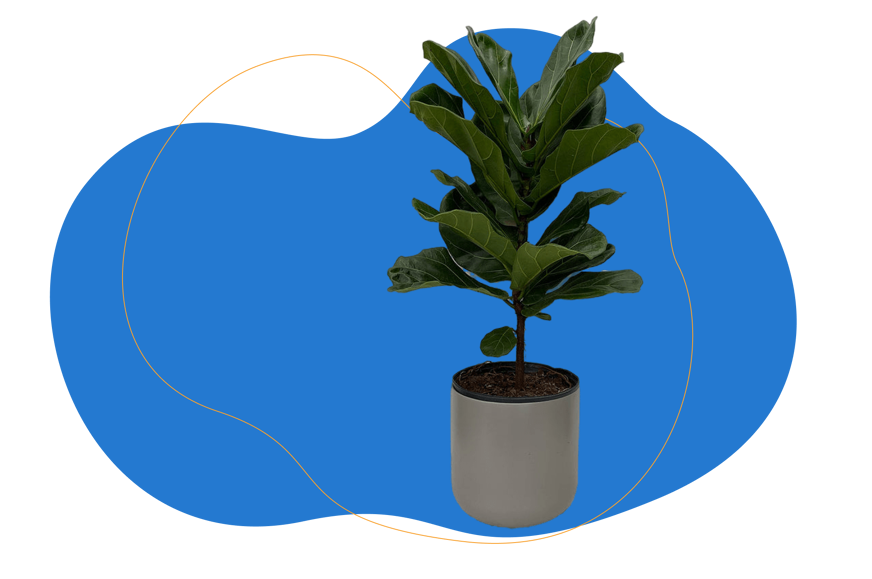 Figuier lyre (Ficus lyrata)